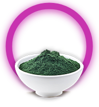 Spirulina algae powder